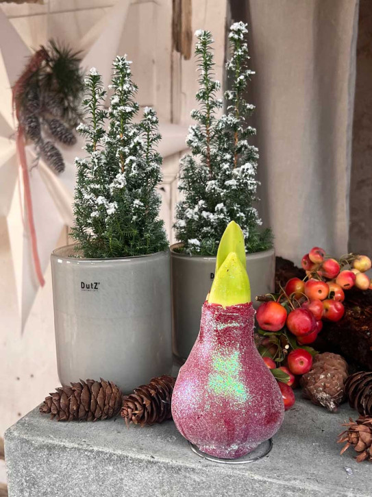 Amaryllis in Wachs matt rot Glitzer auf Metallring D9