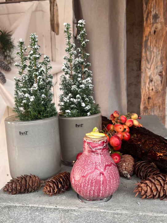 Amaryllis in Wachs rot geeist auf Metallring D9