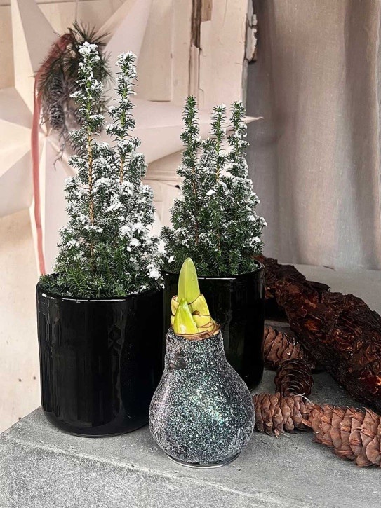 Amaryllis in Wachs schwarz Glitzer auf Metallring D9