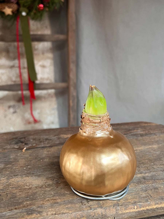 Amaryllis in Wachs gold auf Metallring