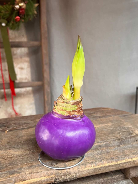 Amaryllis in Wachs lila auf Metallring
