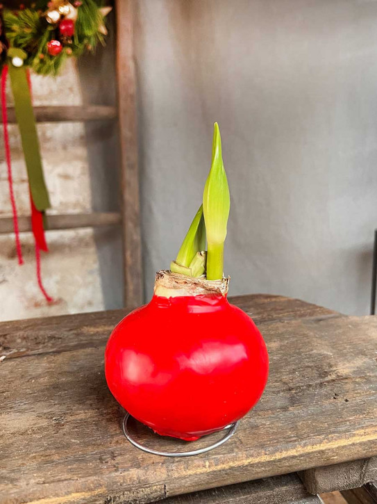 Amaryllis in Wachs rot auf Metallring
