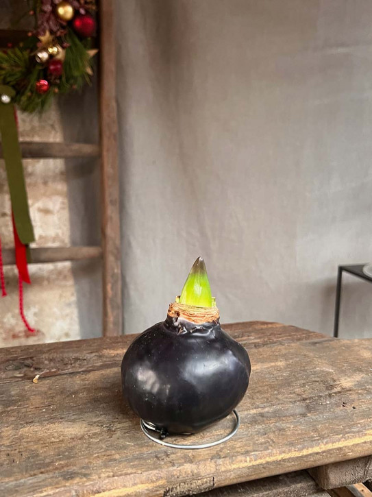 Amaryllis in Wachs schwarz auf Metallring