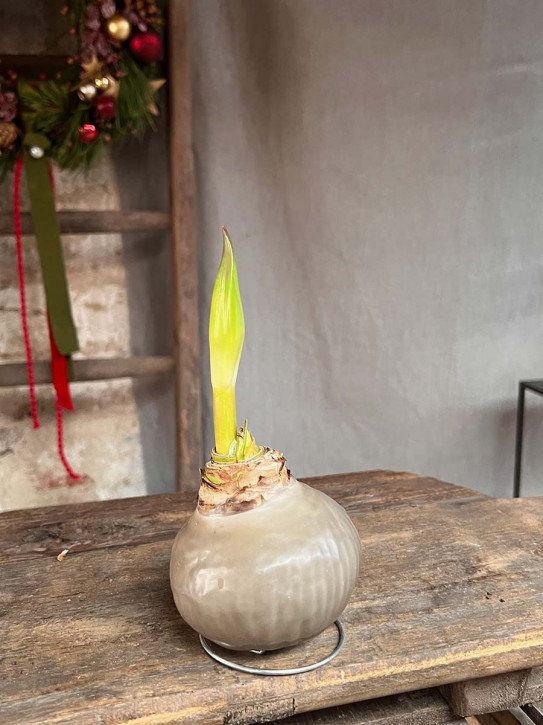 Amaryllis in Wachs taupe auf Metallring