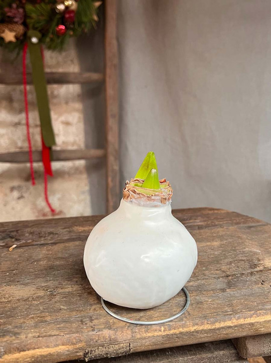 Amaryllis in Wachs weiß auf Metallring