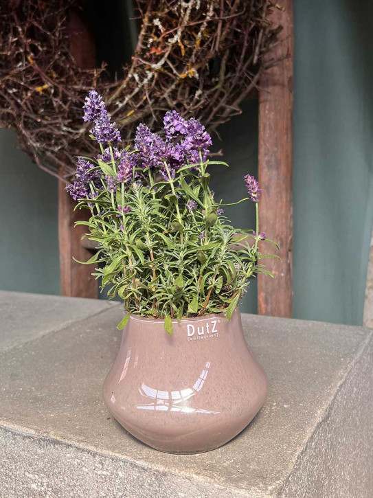 DutZ Collection Glas Pot Marco mauve H11 D14