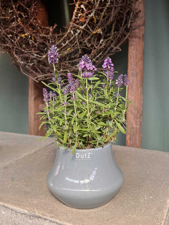 DutZ Collection Glas Pot Marco nebula H11 D14