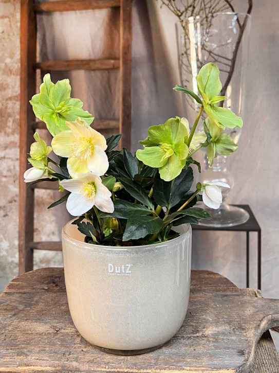 DutZ Collection Übertopf Pot Wide H15 D17 beige
