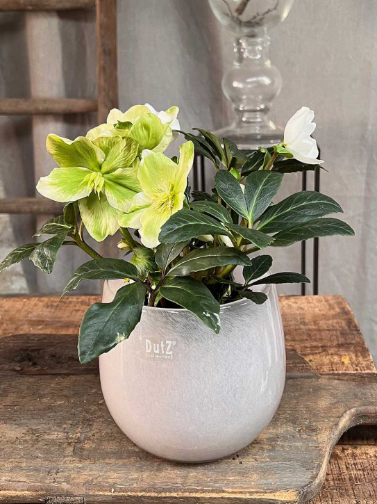 DutZ Collection Glas Pot Übertopf Vase Windlicht bauchig H14 D16 altrosa