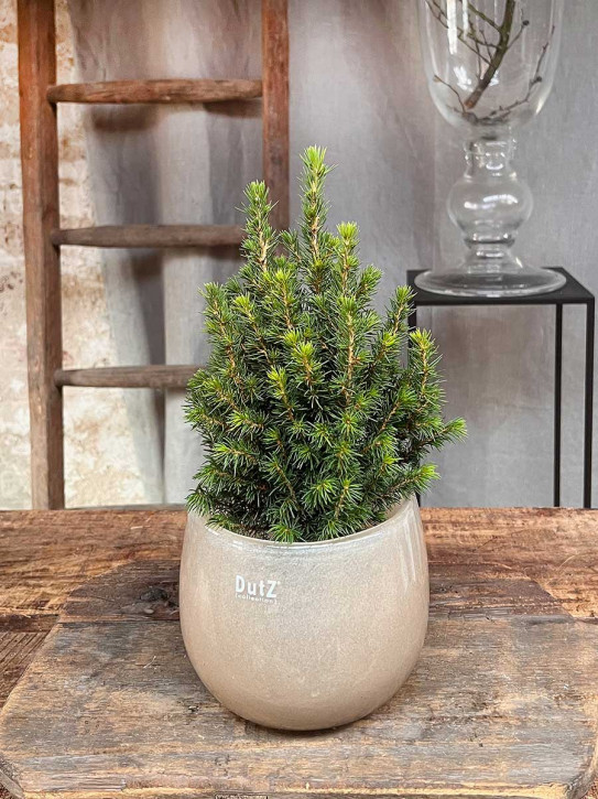 DutZ Collection Glas Pot Übertopf Vase Windlicht bauchig H14 D16 beige