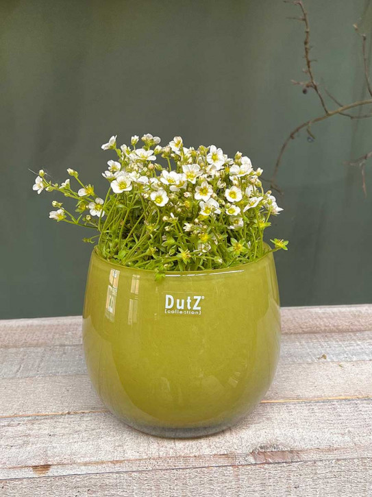 DutZ Collection Glas Pot Übertopf Vase Windlicht bauchig H14 D16 chartreuse