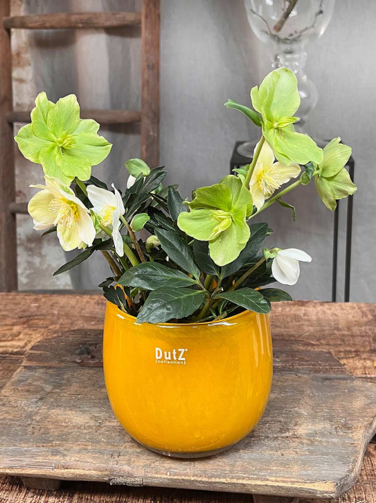 DutZ Collection Glas Pot Übertopf Vase Windlicht bauchig H14 D16 ocker