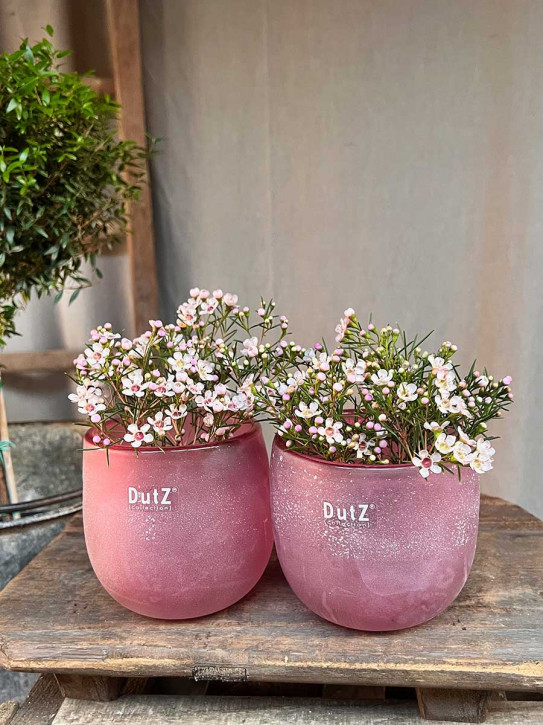 DutZ Collection Glas Übertopf Vase Hurricane Diva Antic fuchsia