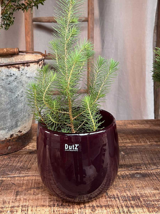 DutZ Collection Übertopf Pot bauchig H17 D19 plum