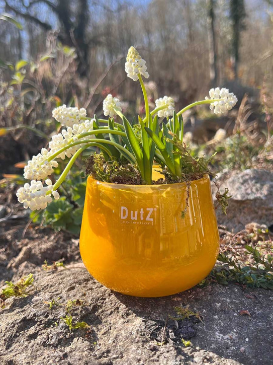 DutZ Collection Glas Übertopf Vase Windlicht bauchig H7 D10 ocker