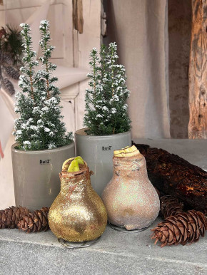 Amaryllis in Wachs matt gold Glitzer auf Metallring D9