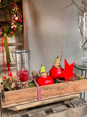 Amaryllis in Wachs rot auf Metallring