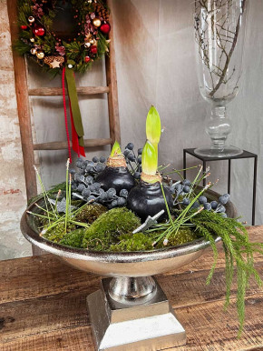 Amaryllis in Wachs lila auf Metallring