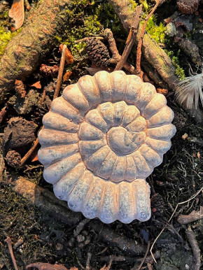 Ammonit Schnecke Steinfigur Fossil klein