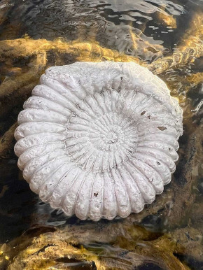 Ammonit Schnecke Steinfigur Fossil XL Ammonit Schnecke Steinfigur Fossil XL