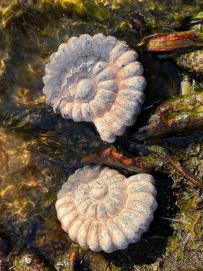 Ammonit Schnecke Steinfigur Fossil klein