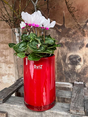 DutZ Collection Glas Vase Cylinder rot H15