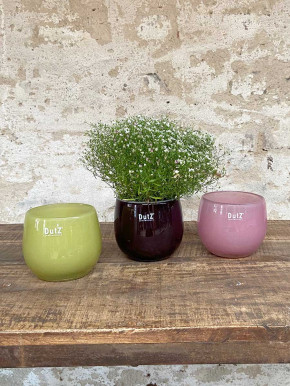 DutZ Collection Glas Pot Übertopf Vase Windlicht bauchig H11 D13 plum