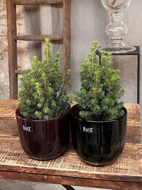 DutZ Collection Übertopf Pot Wide H15 D17 smoke