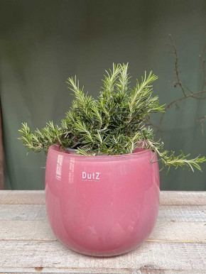 DutZ Collection Glas Pot Übertopf Vase Windlicht bauchig H18 D20 fuchsia