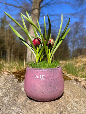DutZ Collection Glas Pot Übertopf Vase Windlicht bauchig H11 D13 fuchsia