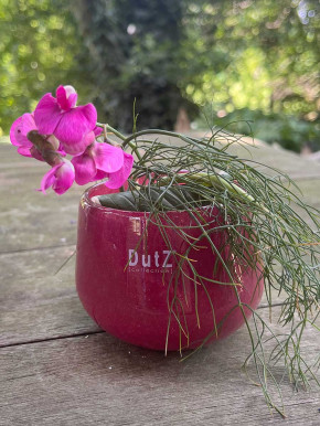 DutZ Collection Glas Übertopf Vase Windlicht bauchig H7 D10 raspberry