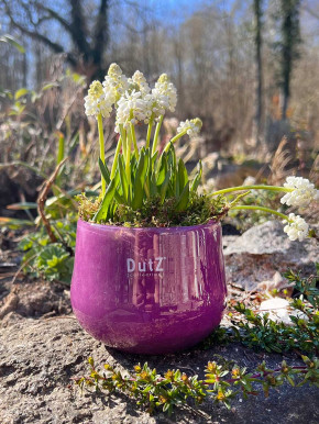 DutZ Collection Glas Pot Übertopf Vase Windlicht bauchig H11 D13 violet