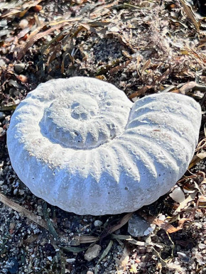 Ammonit Schnecke Steinfigur Fossil klein