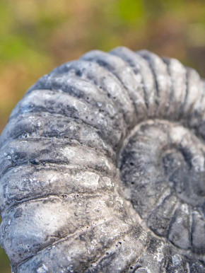 Ammonit Schnecke Polyresin Fossil