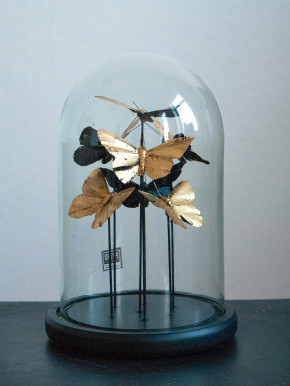Goldene Schmetterlinge in Glaskuppel-Vitrine